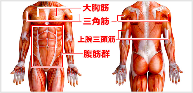 腕立て伏せで鍛えられる筋肉