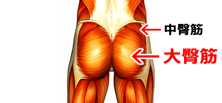 大臀筋