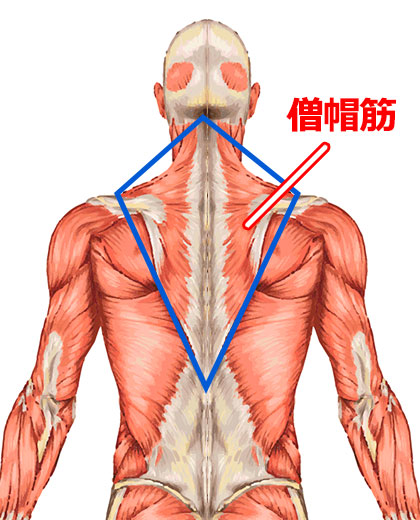 僧帽筋