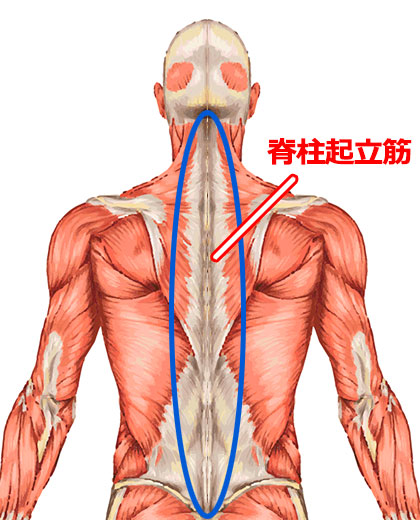 脊柱起立筋