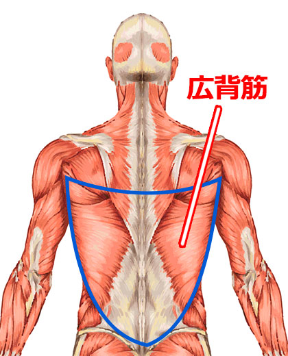 広背筋